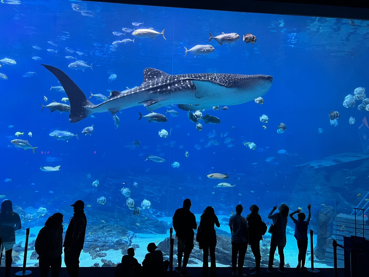 Toshah Hightower tweet media