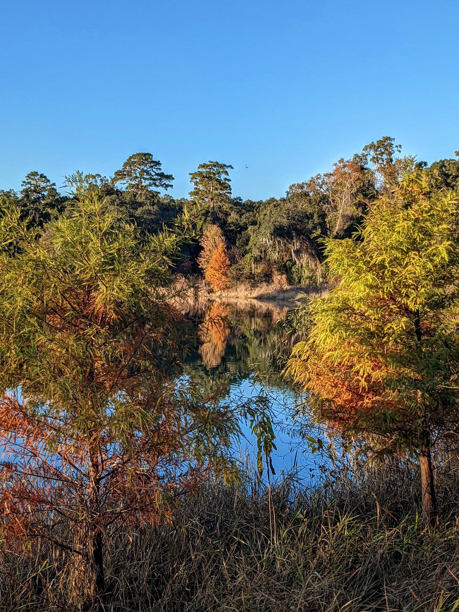 kevinsonger's tweet photo. Tallahassee autumn color #nativeplants #willow #cypress #liveoak #buttonbush #pine https://t.co/uqls1evcTG