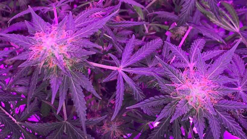 GroveGrower's tweet photo. 🦍 Glue getting Frosty ☃️ #GrowYourOwn #TheSensei #IrvineArmy https://t.co/SU17YAXmN4