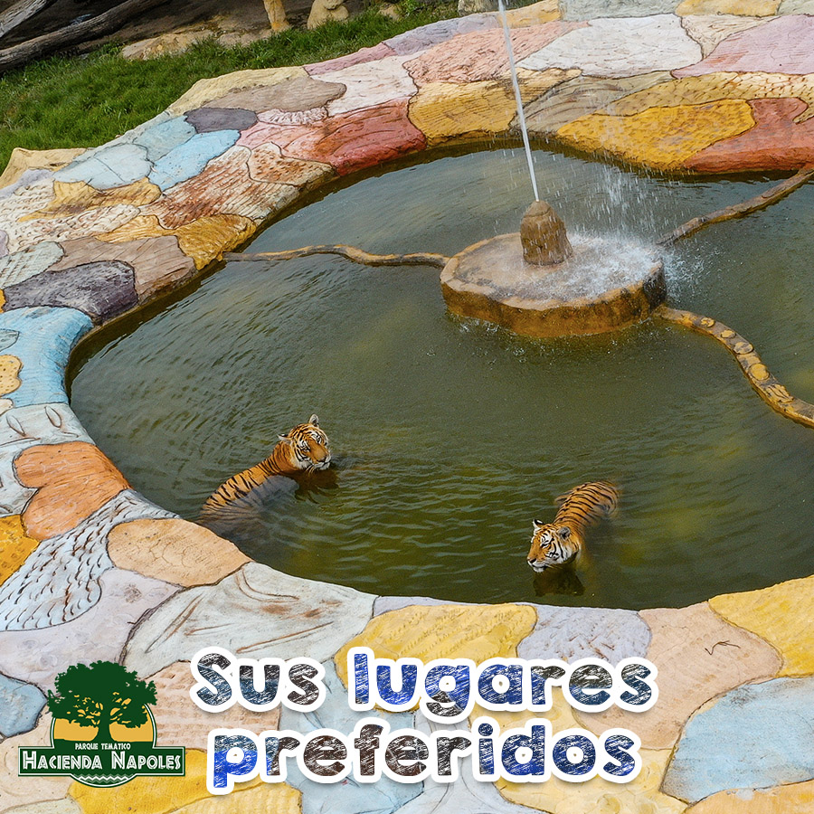 PTHDANAPOLES's tweet photo. Y tu ¿ya tienes tu lugar favorito de nuestro fantástico parque?

#MundoPangea
#CataratasVictoria
#Octopus
#MundoJurasico
¡Ven, elígelo! y cuéntanos cuál es

 ¡Te esperamos! https://t.co/trSxO8vUl7
