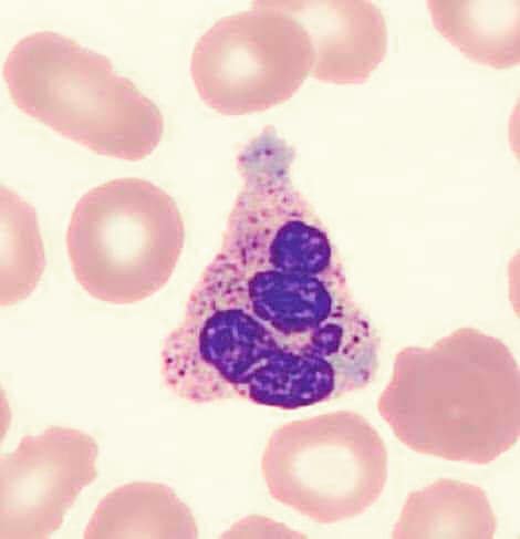medicosergio's tweet photo. 🎄 #Diciembre2021
🔬 Leucocito https://t.co/ERiNyYSjDc