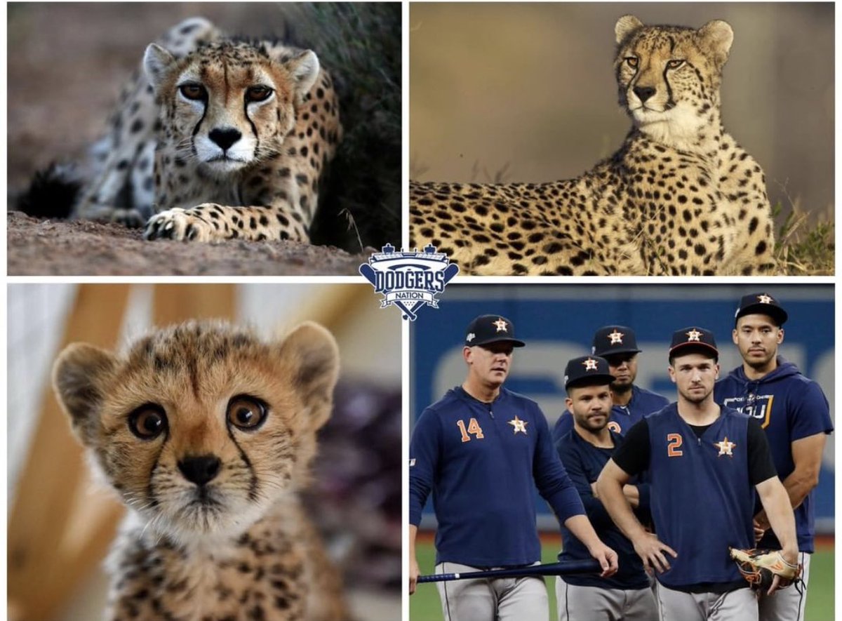 DodgersNation's tweet photo. Happy International Cheetah day Dodgers Nation! https://t.co/sGajxucf1G