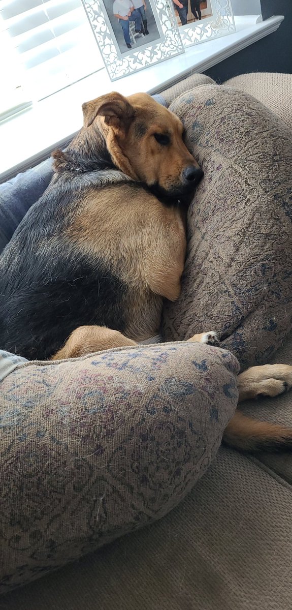 RayRay2410's tweet photo. My sleepy gorl https://t.co/ywddtvzze5