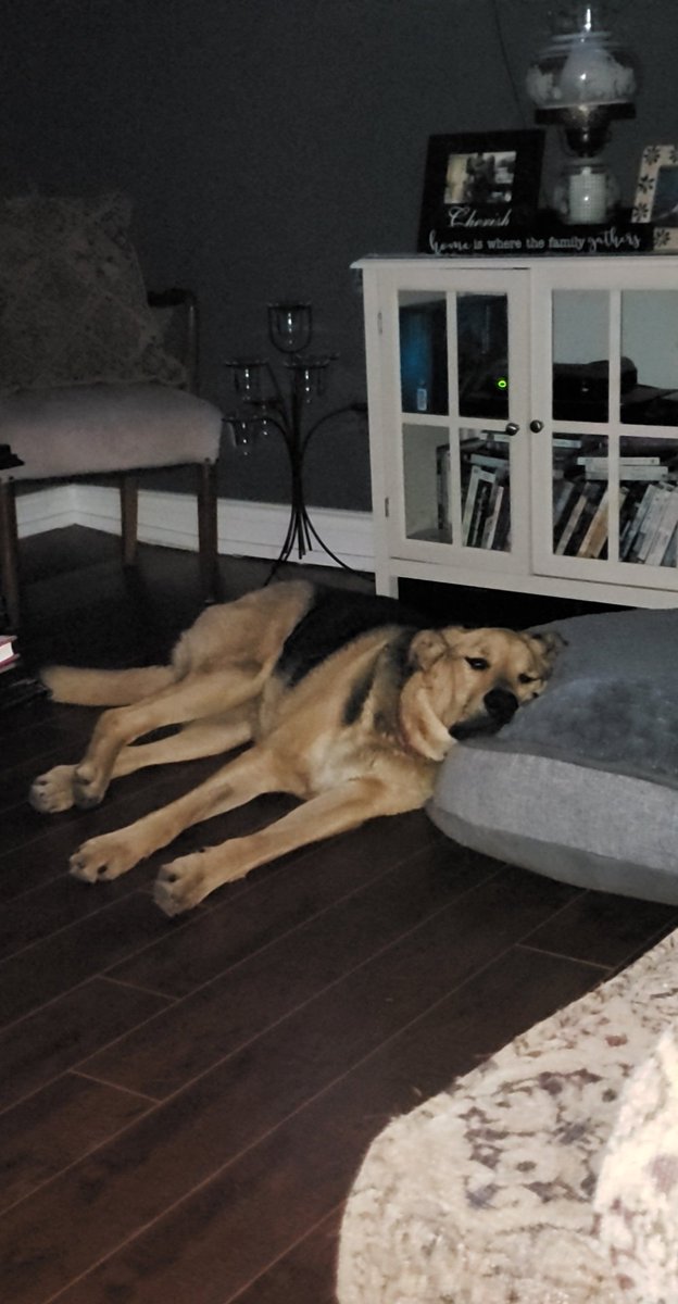 RayRay2410's tweet photo. My sleepy gorl https://t.co/ywddtvzze5