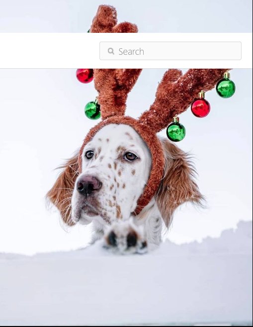 RavensWrr's tweet photo. Winnie is ready to lead Santa's sleigh just needs to get into the starting line up https://t.co/3cgCpC0TIb
