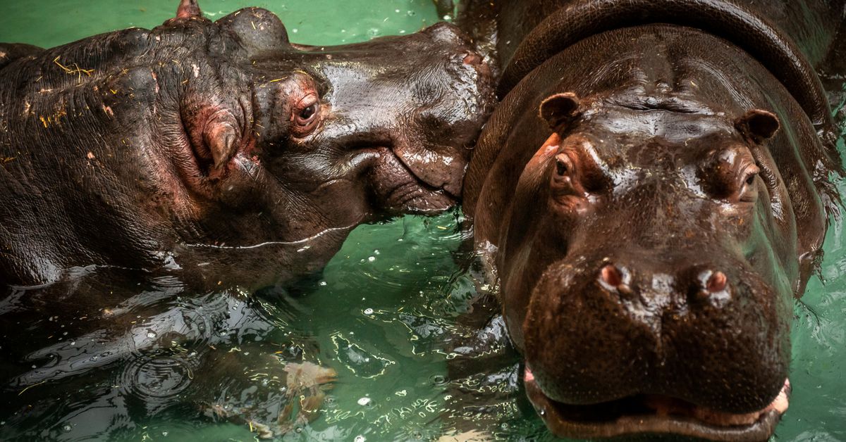 Reuters's tweet photo. Two hippos in Belgian zoo test positive for COVID-19 https://t.co/DtQD7WJOQJ https://t.co/YNw0QGZppg