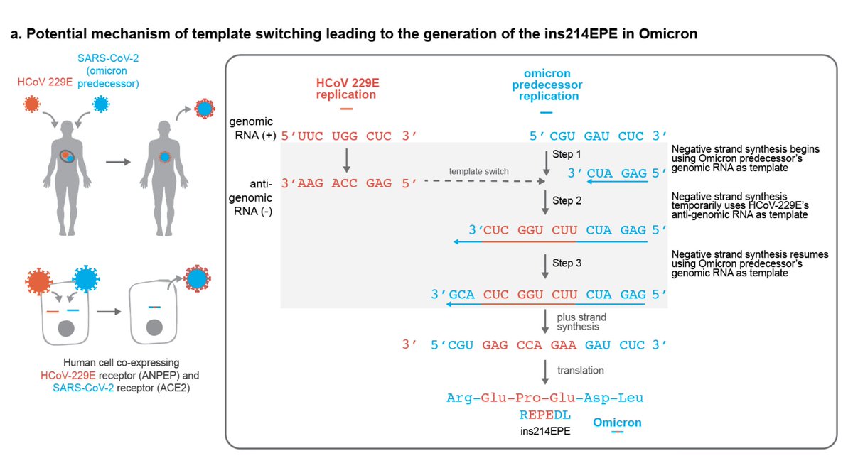 2 new reports on RNA insertions in the Omicron variant, potentially derived from (homology with) human host, that represent "wildcard" mutations, making their impact hard to predict virological.org/t/putative-hos… via <a href="/JeremyFarrar/">Jeremy Farrar</a> 
osf.io/f7txy/ via <a href="/PeterHotez/">Prof Peter Hotez MD PhD DSc(hon)</a>