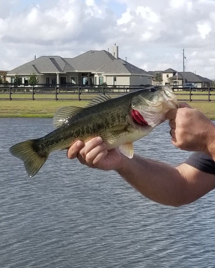 texpage_eric's tweet photo. December bite on a @googan_squad #lunkerlog! https://t.co/b8wGw5Z2pi