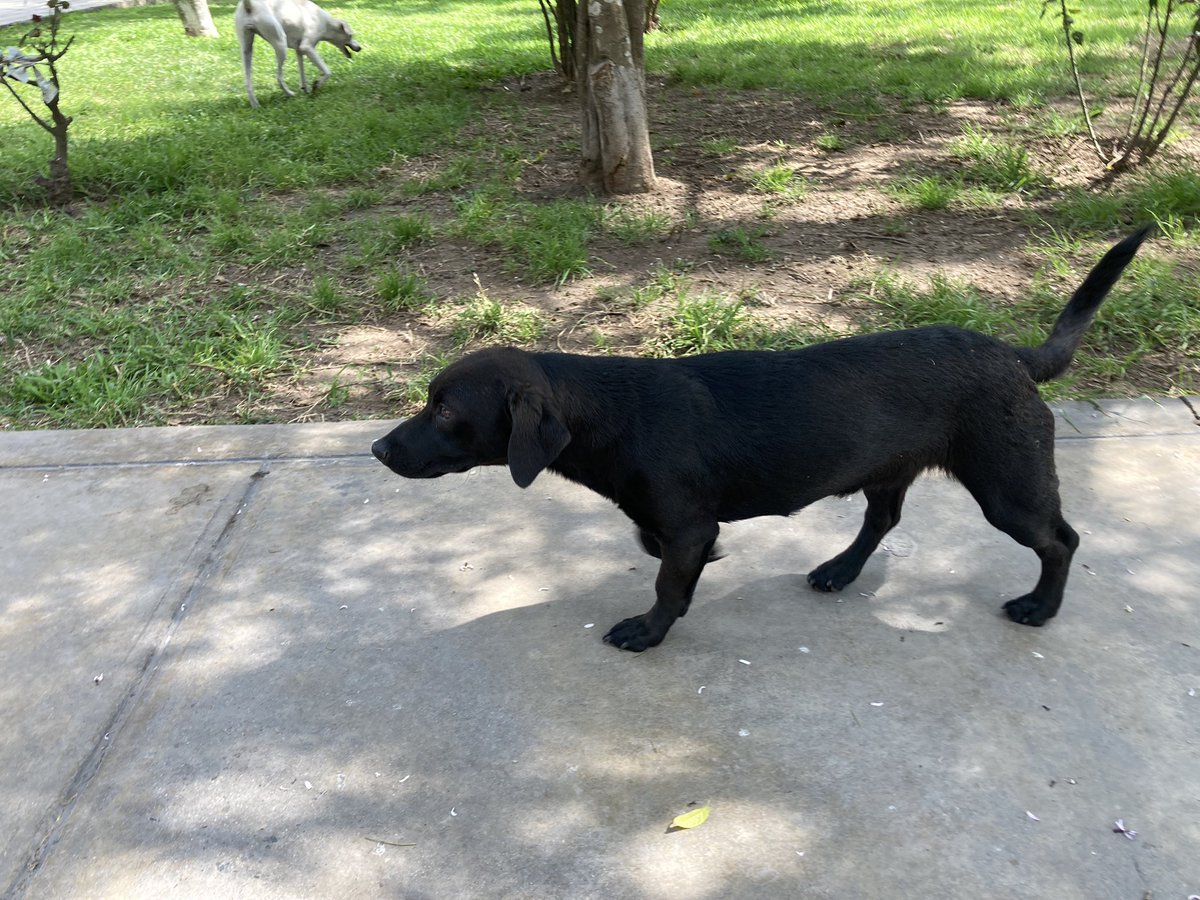 Necesito conseguirle hogar a esta perrita, con un RT me ayudarían😞 para al frente de mi casa 24/7 y nadie la quiere. Es cachorra y va a ser pequeñita, me da demasiada pena porque es bastante miedosa (parece que le han hecho daño). Se estregará esterilizada, avisar al 941374852🥺