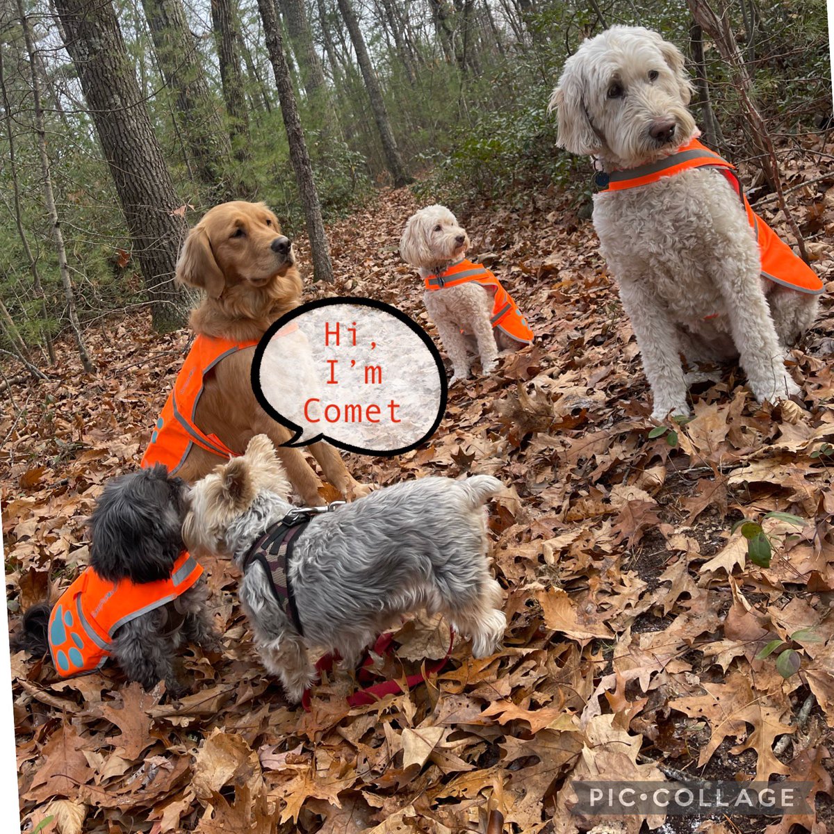 sandimanna's tweet photo. Welcome to Camp Maisy, Comet! https://t.co/ji7J85eikf