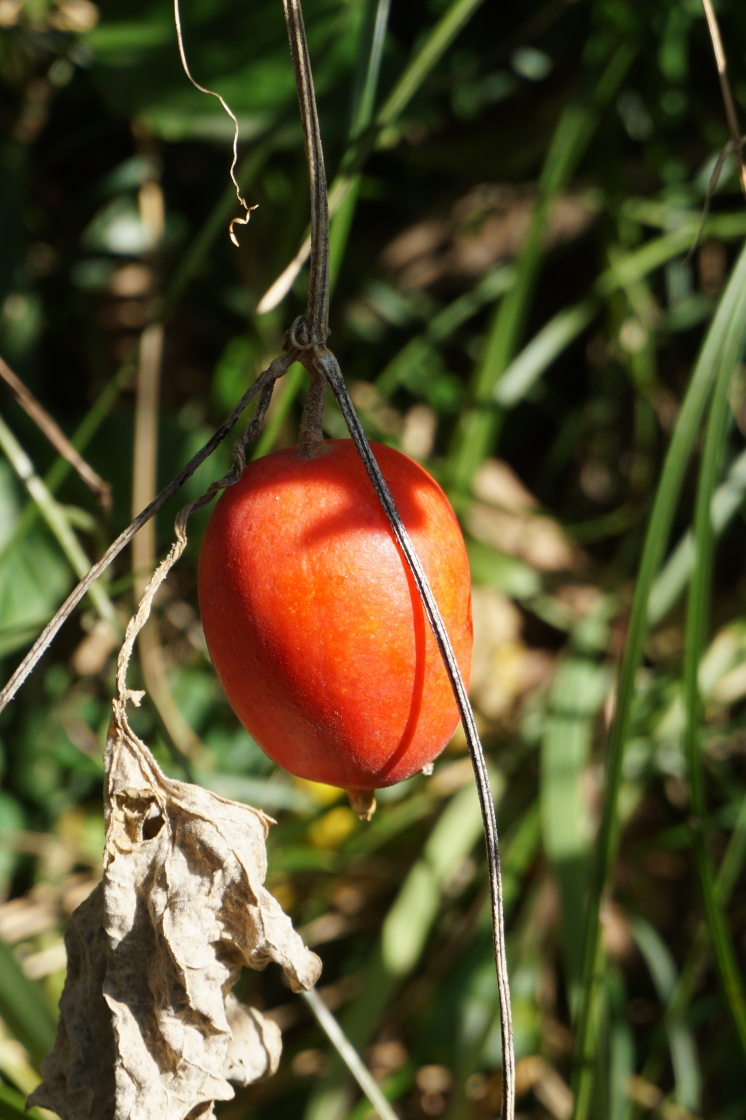 しちさん 烏瓜 カラスウリ は 日本の山野に自生するウリ科カラスウリ属の蔓性多年草です 多年草なので毎年同じ場所で見かけます 蔓を伸ばし 周囲の樹木に絡みついて大きくなります 実は秋が深まる10 11月頃に色付きます 花 実 散歩 烏瓜 唐朱