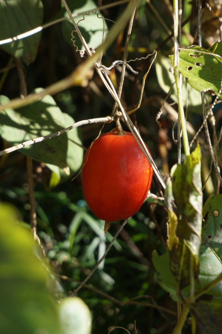 しちさん 烏瓜 カラスウリ は 日本の山野に自生するウリ科カラスウリ属の蔓性多年草です 多年草なので毎年同じ場所で見かけます 蔓を伸ばし 周囲の樹木に絡みついて大きくなります 実は秋が深まる10 11月頃に色付きます 花 実 散歩 烏瓜 唐朱