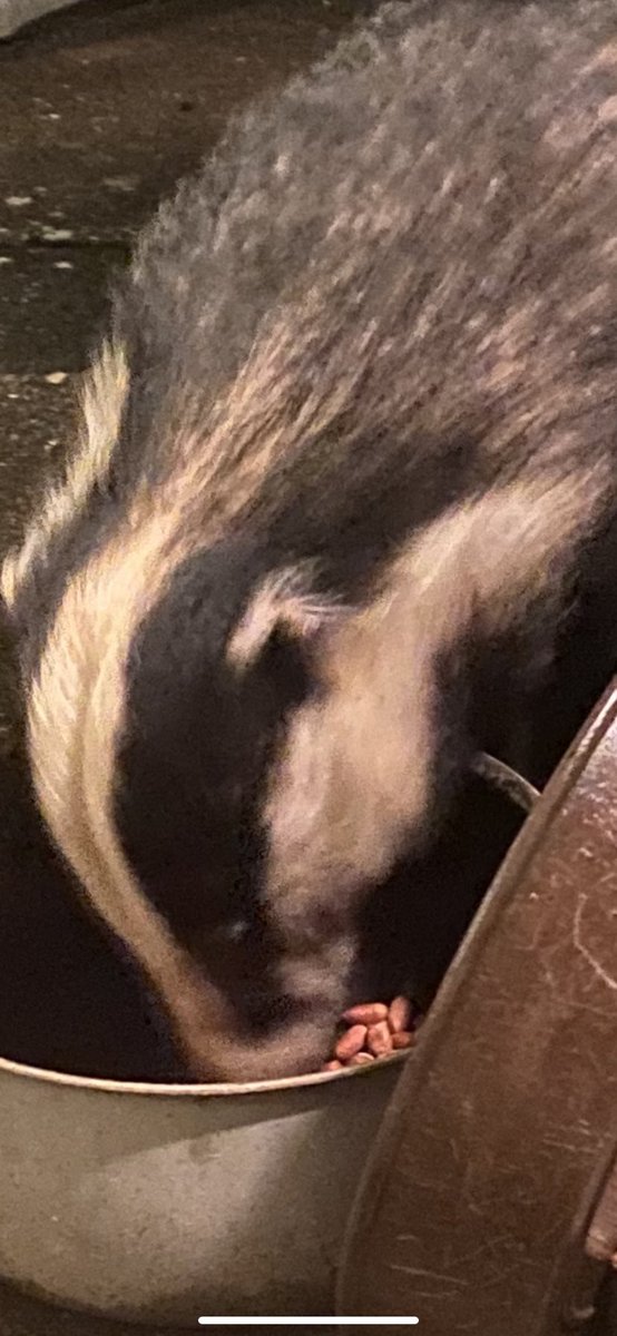 stevemorton4's tweet photo. Ladies and gentlemen boys and girls a badger on the patio this evening #wildlife #feedtheanimals #leaveemalone https://t.co/KefGlYBtcR