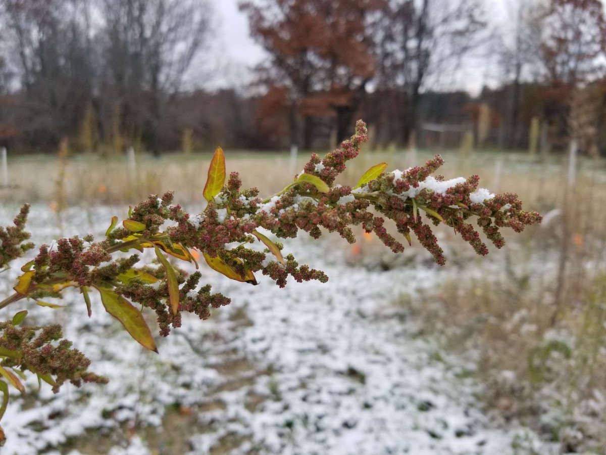 Orphan crop of the day: Goosefoot (Chenpodium berlandieri) 
Origin: North America
Taste: Seeds are similar to quinoa (they are actually related!), leaves are similar to spinach
Positives: Nutritious, seed retention
Negatives: Uneven senescence
Source: sites.wustl.edu/lostcrops/goos…