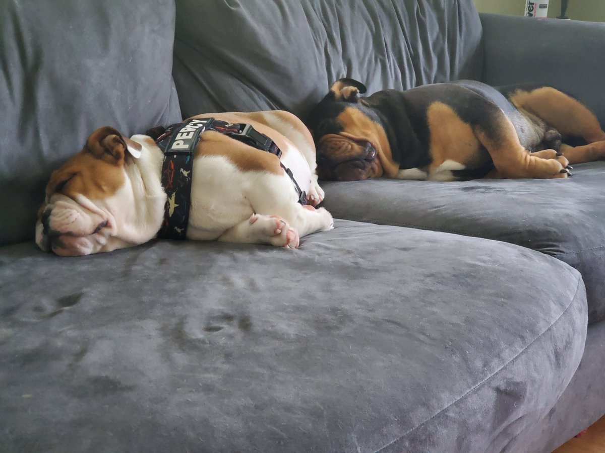 n4rwh4ls's tweet photo. Back to dog photos πββοΈ
#BennyBean #BenedictTheBulldog #PercyPea #PercivalTheBulldog #englishbulldog https://t.co/XFsqGrbGxB