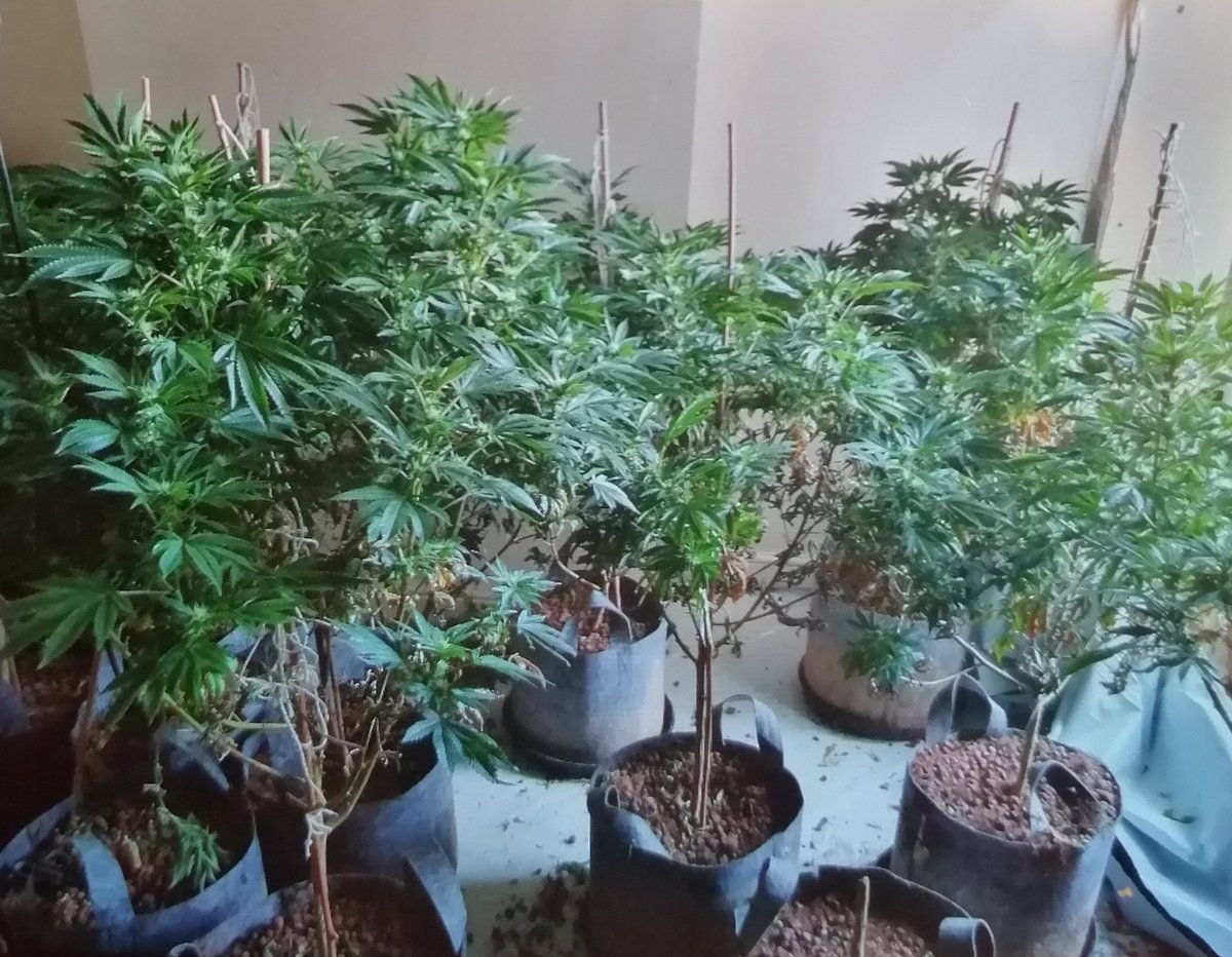 ResponseWMP's tweet image. Stechford A Unit officers responded to what appeared to be a burglary but found a cannabis factory. The dangerous electricity supply also means the owner of the property will face £thousands in re connection fees and repairs.Always make regular checks on rented out properties. DM