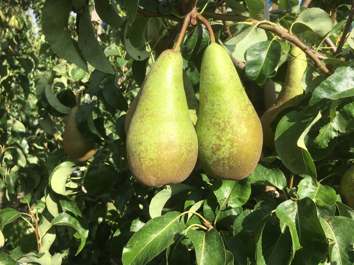 Wim_86's tweet photo. #WorldPearDay #hollandsfruit #pears https://t.co/M5OFlKkWus