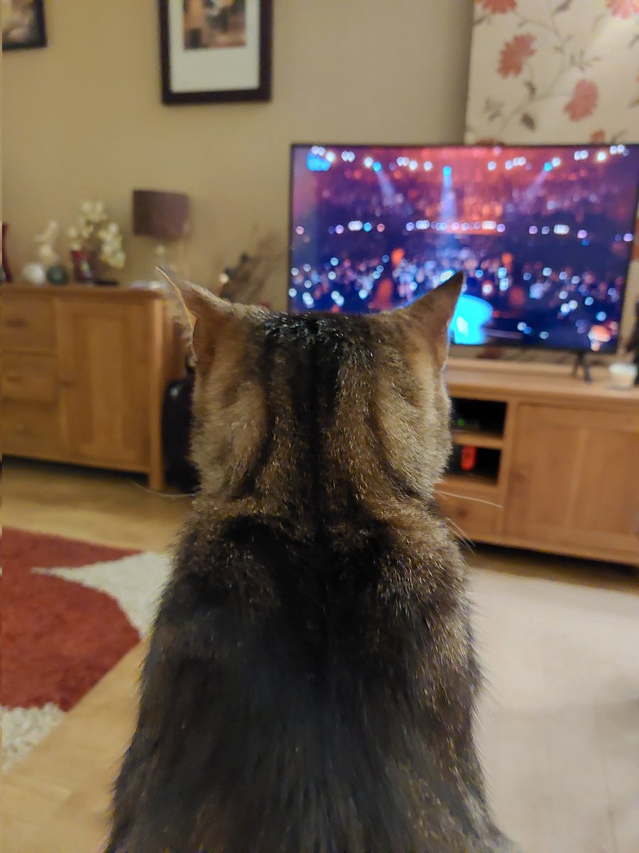 welshlynda12's tweet photo. Catching up with #AnAudienceWithAdele OMG #littleeric loves her π #Caturday #CatsOfTwitter https://t.co/E2qWJE7TGb