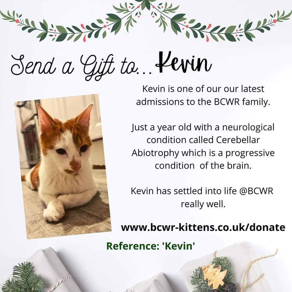 Today is day 4 of our #AdventAdventure.
Meet Kevin who is one of our more recent admissions; however, has settled into rescue life really well. #bcwr #giftsthatgiveback #christmasgiftideas