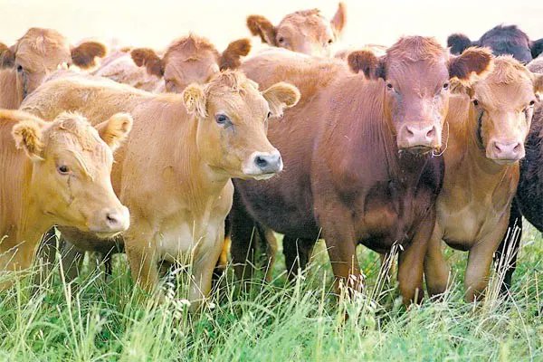 La eficacia del Selenio orgánico basada en la Selenometionina
agroalimentando.com/nota/2412