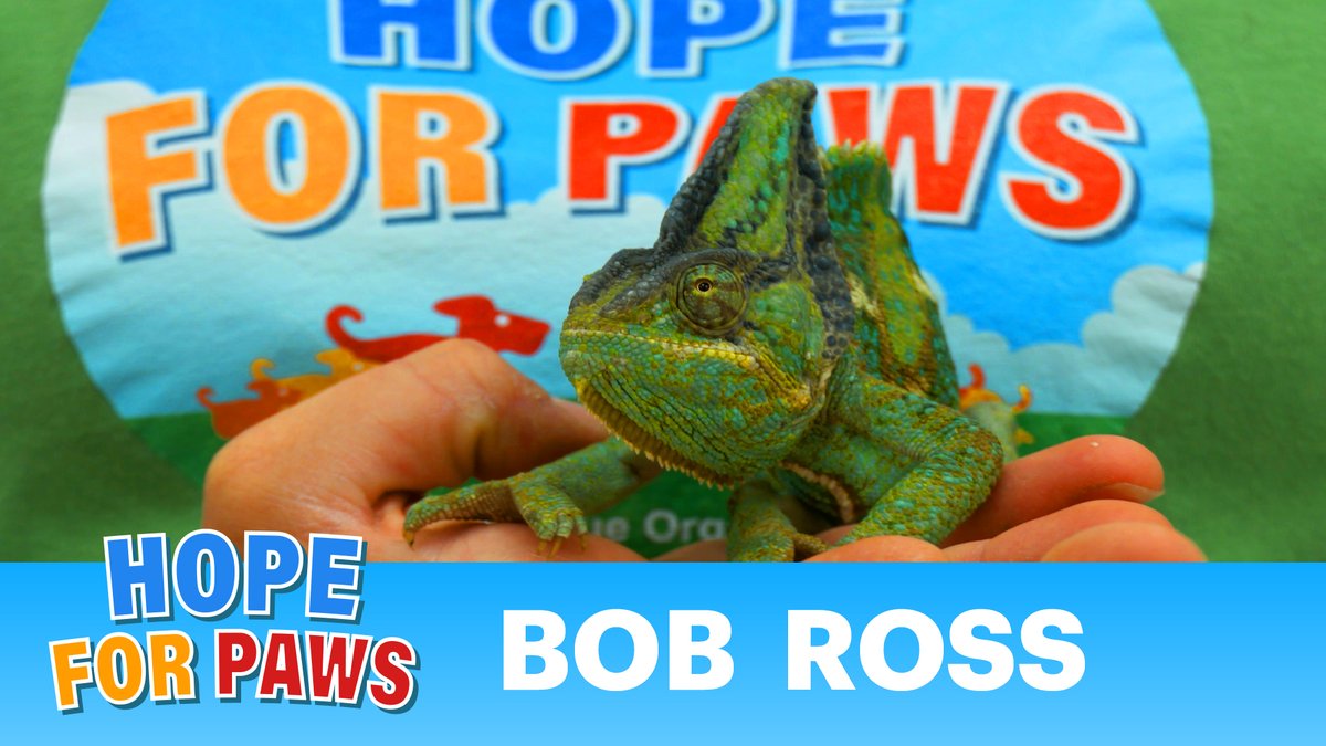 HopeForPaws's tweet photo. Well, that's a first for us: https://t.co/IJPIWrm0Vb 🦎 https://t.co/WotuY5Zvny