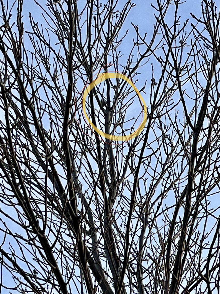 CornHack's tweet photo. Two rare feats on Dec.2:
1. Golfing in short sleeves in December in South Dakota.
2. Golfing partner Ron Hoffman’s approach shot on the 18th hole got stuck on a tree branch 20 feet above ground. #AmazingGolfShots https://t.co/EcKK6f6QaP