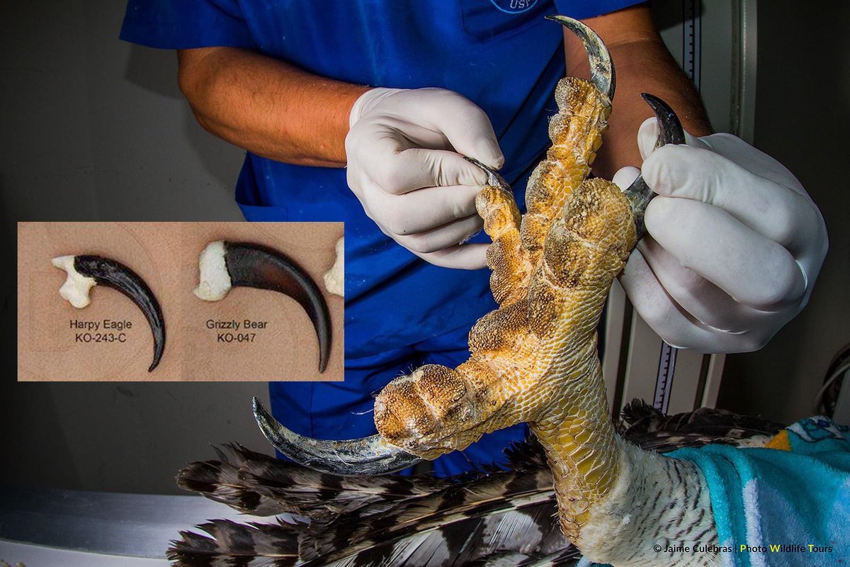 EnsedeCiencia's tweet photo. La dimensión de una pata de Águila harpía que le sirve para cazar, y la comparación de tamaño entre sus garras con las de un Oso grizzly. https://t.co/DGjVKdqfTx