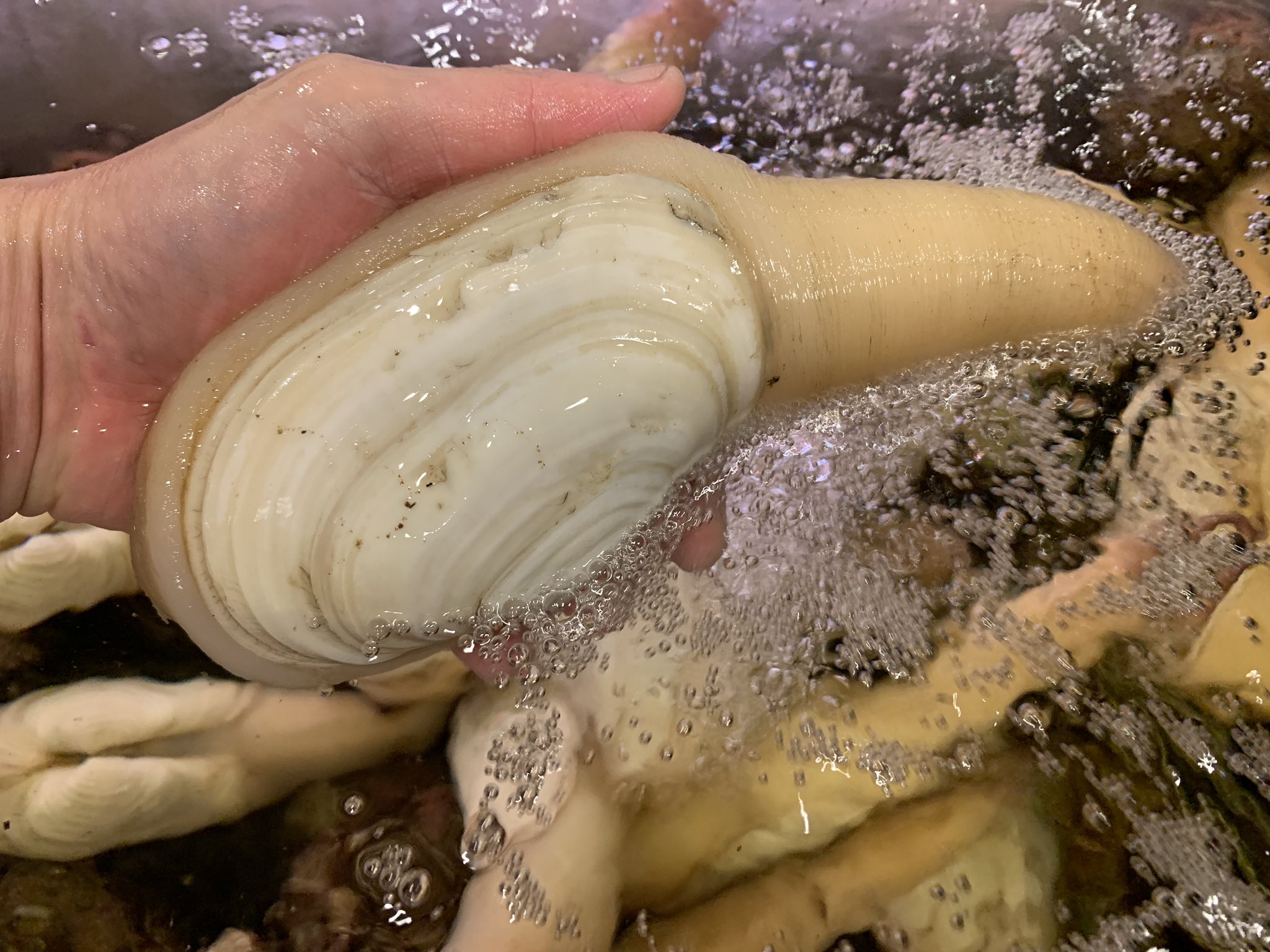 寿司みなと旗ヶ崎店 活ミル貝 貝好きなら垂涎モノのネタですね 寿司みなと 地魚回転寿司 米子ランチ 行列のできる店 米子海鮮 境港海鮮 コロナ感染対策の店 みるくい握り T Co X0dz67nxnw Twitter