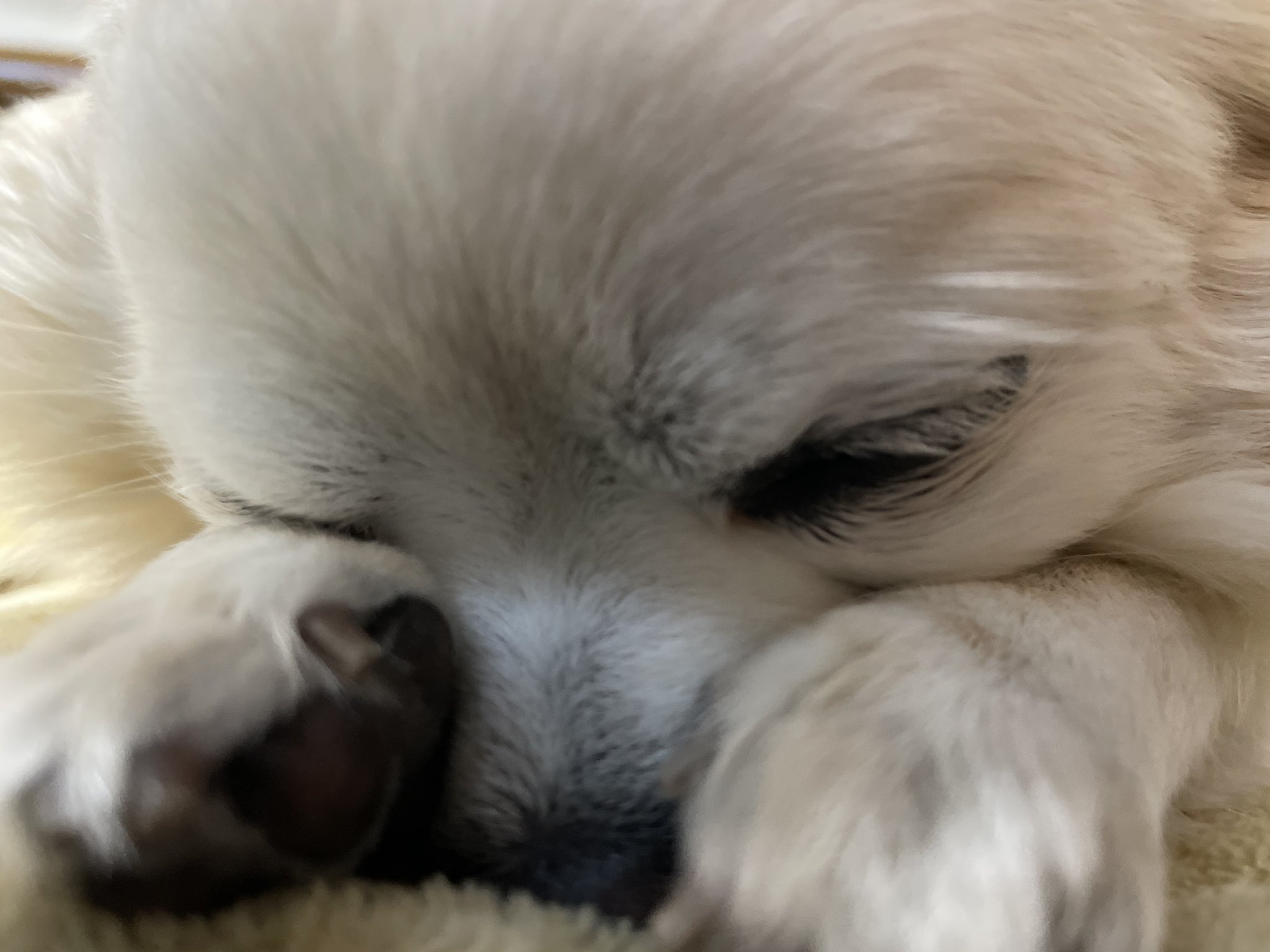 Radio Orbit Lifewithpets みうさんから ワンちゃんの可愛いお写真と動画が 届きました おばあちゃん家から預かっていた チワワのリトル君 預かるといつも自分の家かのように くつろいでくれます Zipfm Radioorbit T Co