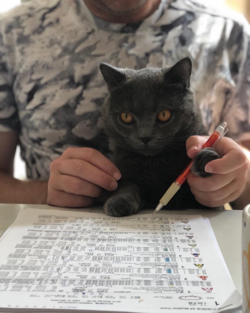 debsmith409's tweet image. Monty trying to fix up @hello_broadcast’s tips for Sha Tin today #hkjc #shatinracecourse #montythemunchkin