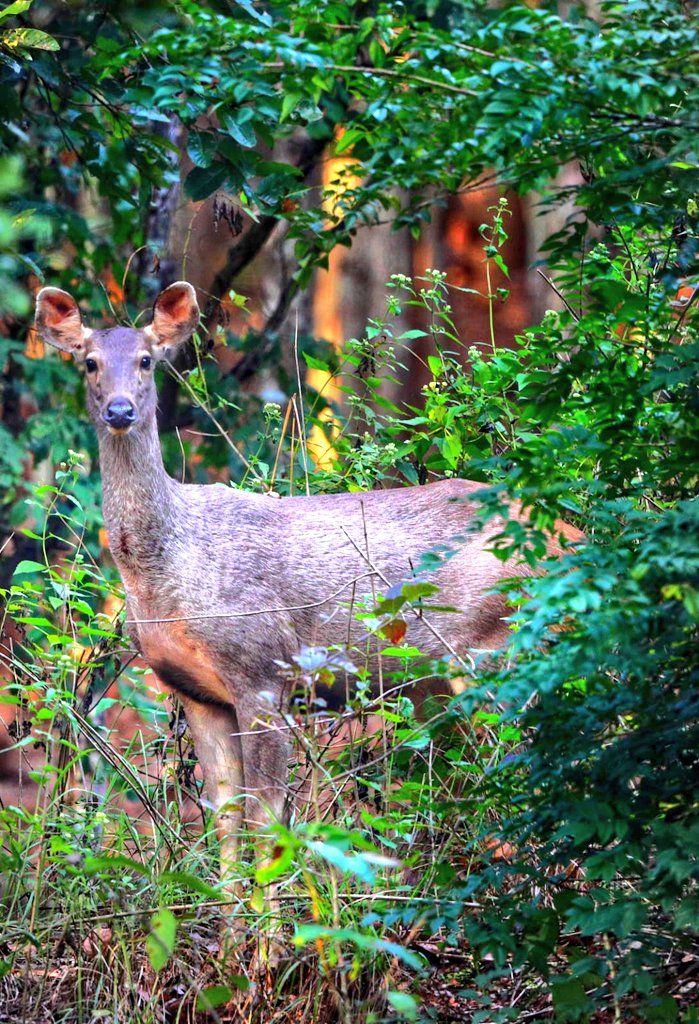 #face that filled with innocence #lovely #creature #earth # wildlife # let's join hand #save #similipal # herbivore #prey #unique landscape <a href="/IfsSamrat/">Dr.Samrat Gowda IFS</a> <a href="/saikiranifs/">Sai Kiran IFS</a> <a href="/PCCFWL_Odisha/">PCCF WL & CWLW, Odisha</a> <a href="/moefcc/">MoEF&CC</a> <a href="/Save0urForests/">🌳 Save Our Forests</a> <a href="/odishawildlife/">Odisha Wildlife Organisation</a> <a href="/susantananda3/">Susanta Nanda IFS (Retd)</a> <a href="/Yogajayanand/">M.Yogajayanand</a>