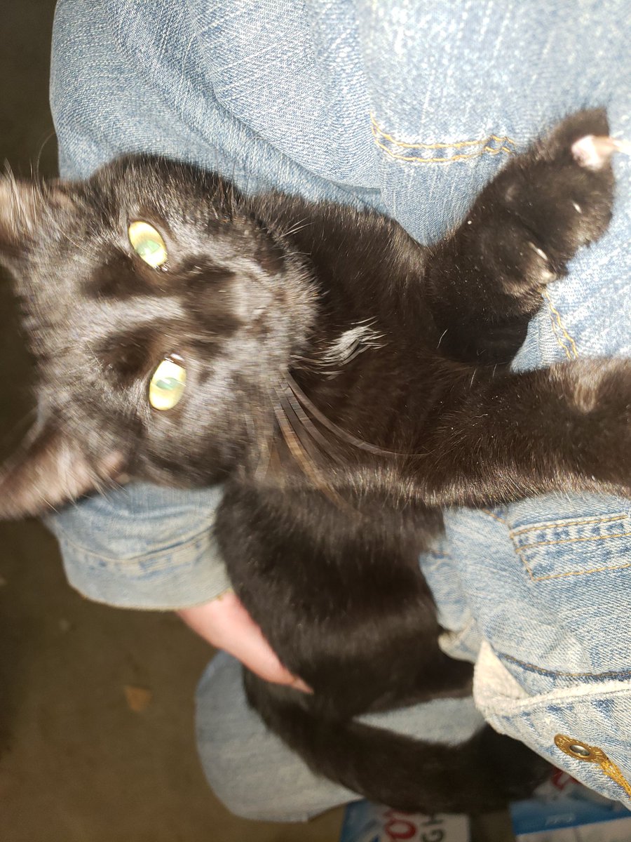 FeralCheeto's tweet photo. After playing outside all day, I'm back in my humans lap. https://t.co/JOatJGDgmL