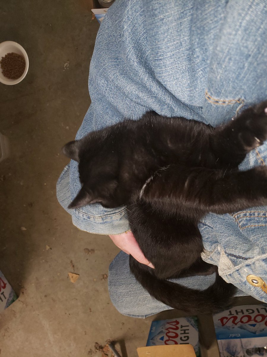 FeralCheeto's tweet photo. After playing outside all day, I'm back in my humans lap. https://t.co/JOatJGDgmL