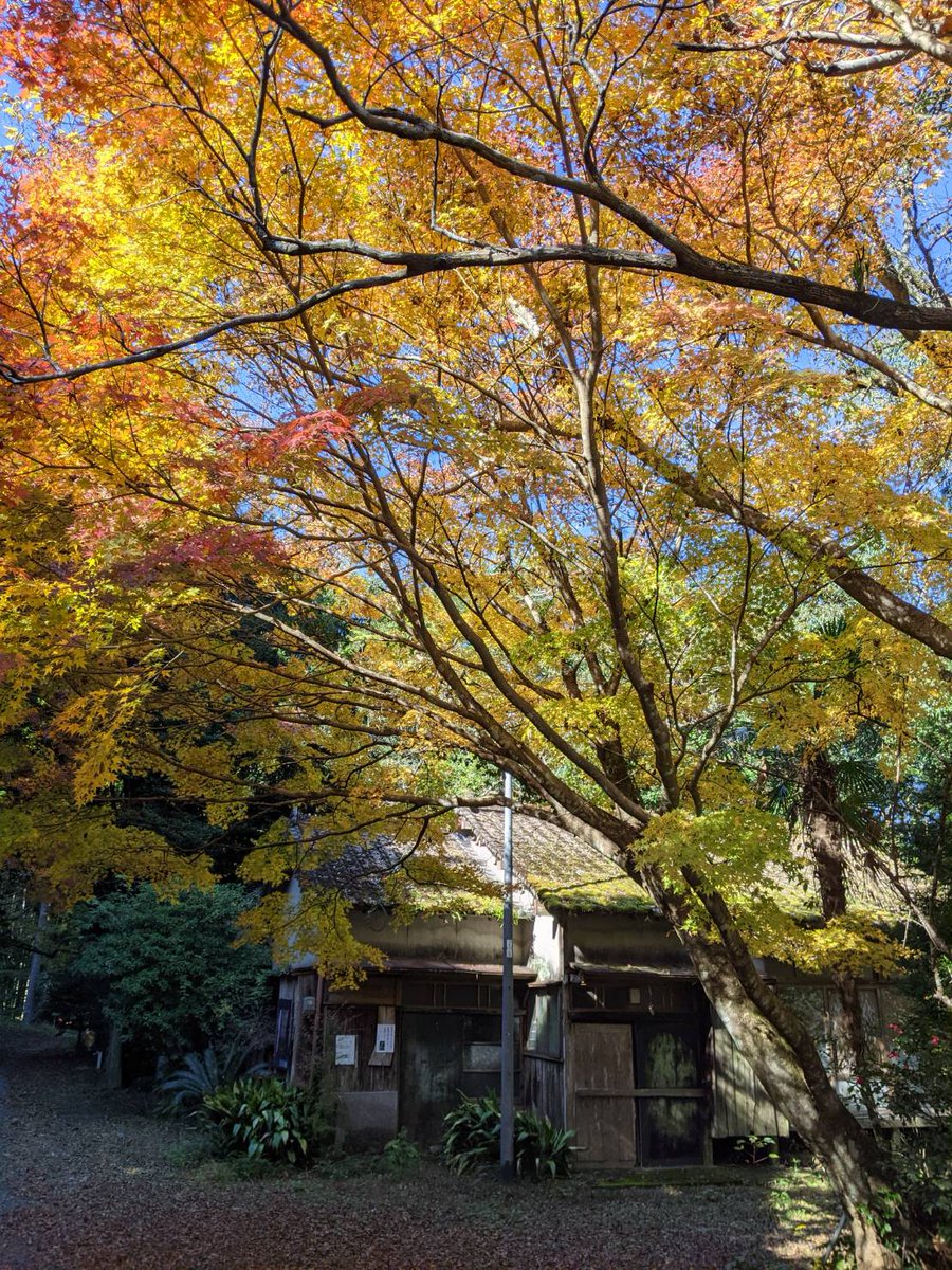 kodamamuseum's tweet photo. おはようございます。快晴、秋の散策日和です。
美術館入り口付近の紅葉🍂はもうすぐ終わりですが、まだまだ場所によっては楽しめます。
石蕗の花は可憐に咲き乱れ、藪椿も咲き始めています。

寛次郎展・山下三千夫展の２企画を開催中です😇
年内の展示も余すところ、5日。どうぞお見逃しなく🙂 https://t.co/8yNrOPwxuz