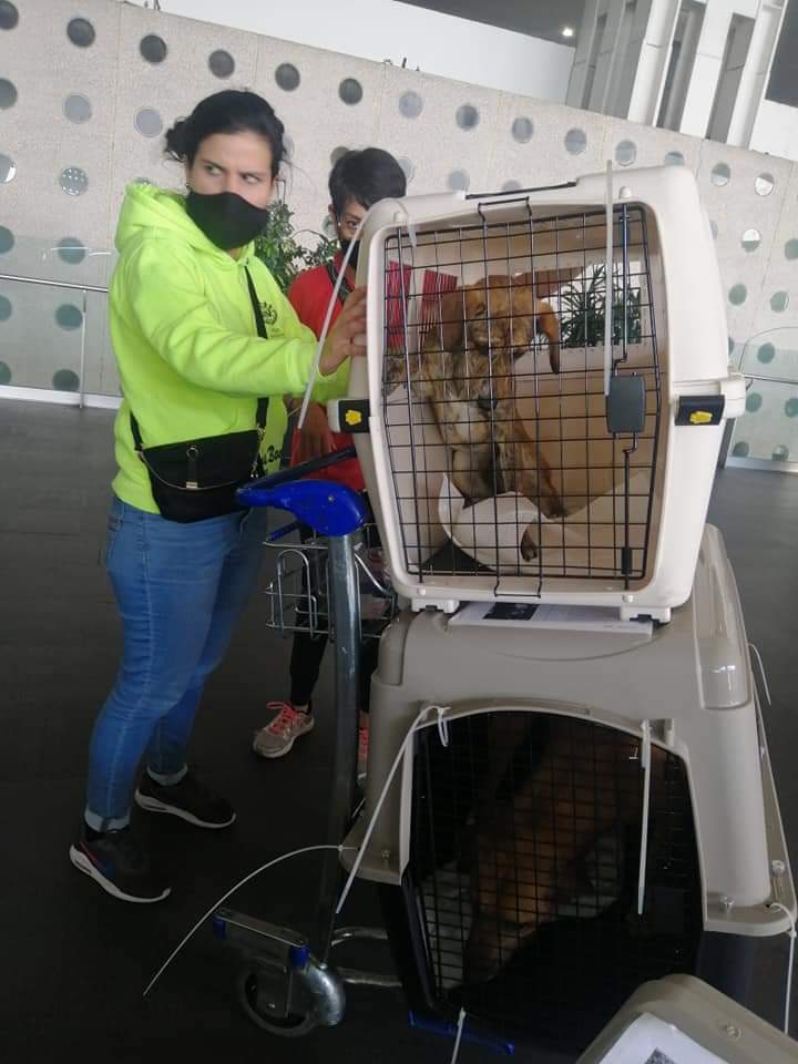 <a href="/Aeromexico/">Aeroméxico</a> cómo es posible que por su ineptitud 7 perros 🐶 rescatados se queden sin la oportunidad de tener una familia. ¡Exigimos solucion inmediata! Son unos rateros. 😡
<a href="/nora_nap/">⭐NORA ⭐</a> <a href="/MorenaMia25/">Morena Mía</a> @SeresLibres_mx <a href="/LeoJabbasky/">Leo π 🌱</a> <a href="/MrElDiablo8/">JORGE BECERRIL JB/8</a> <a href="/Profeco/">Profeco</a> <a href="/MundoPatitas/">Mundo Patitas AC</a>