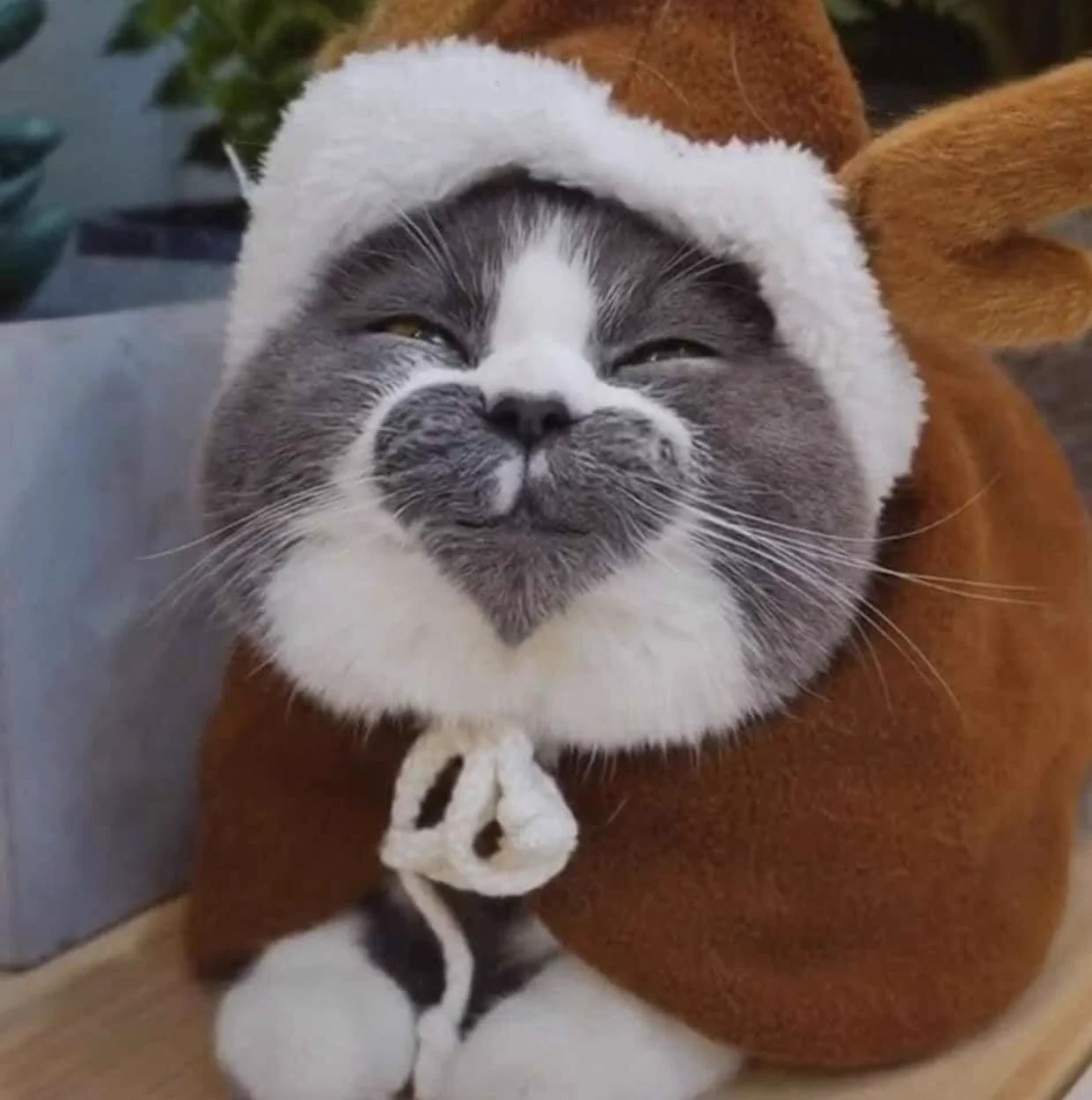 顔と胸と足にハートを持つ猫！そこにいるだけで幸せを与えられるなんて素敵！！