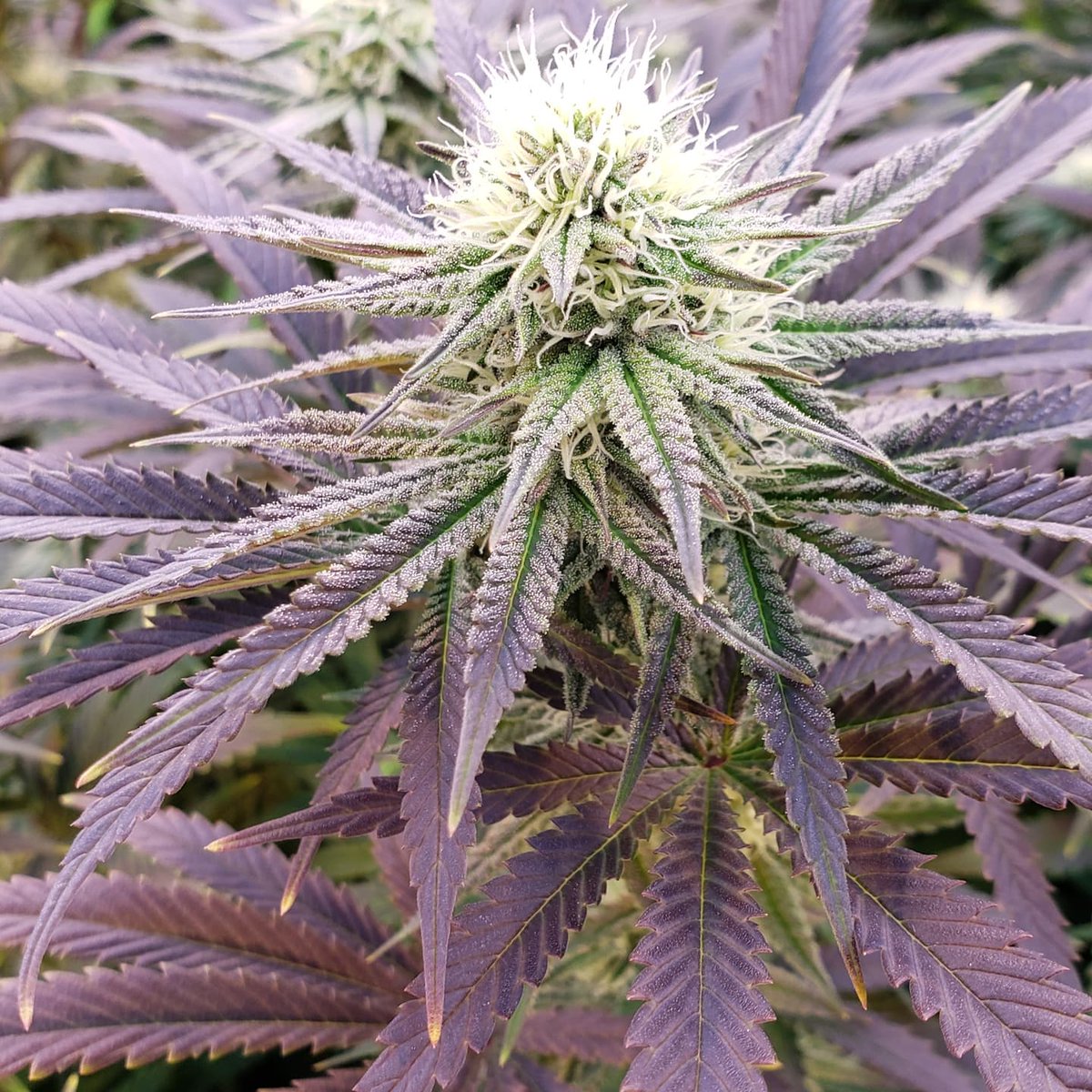 Farms207's tweet photo. Interested in finding out more? Contact us @ 
https://t.co/7jorNHglIi find us on Weedmaps https://t.co/XWyOS1yVxF