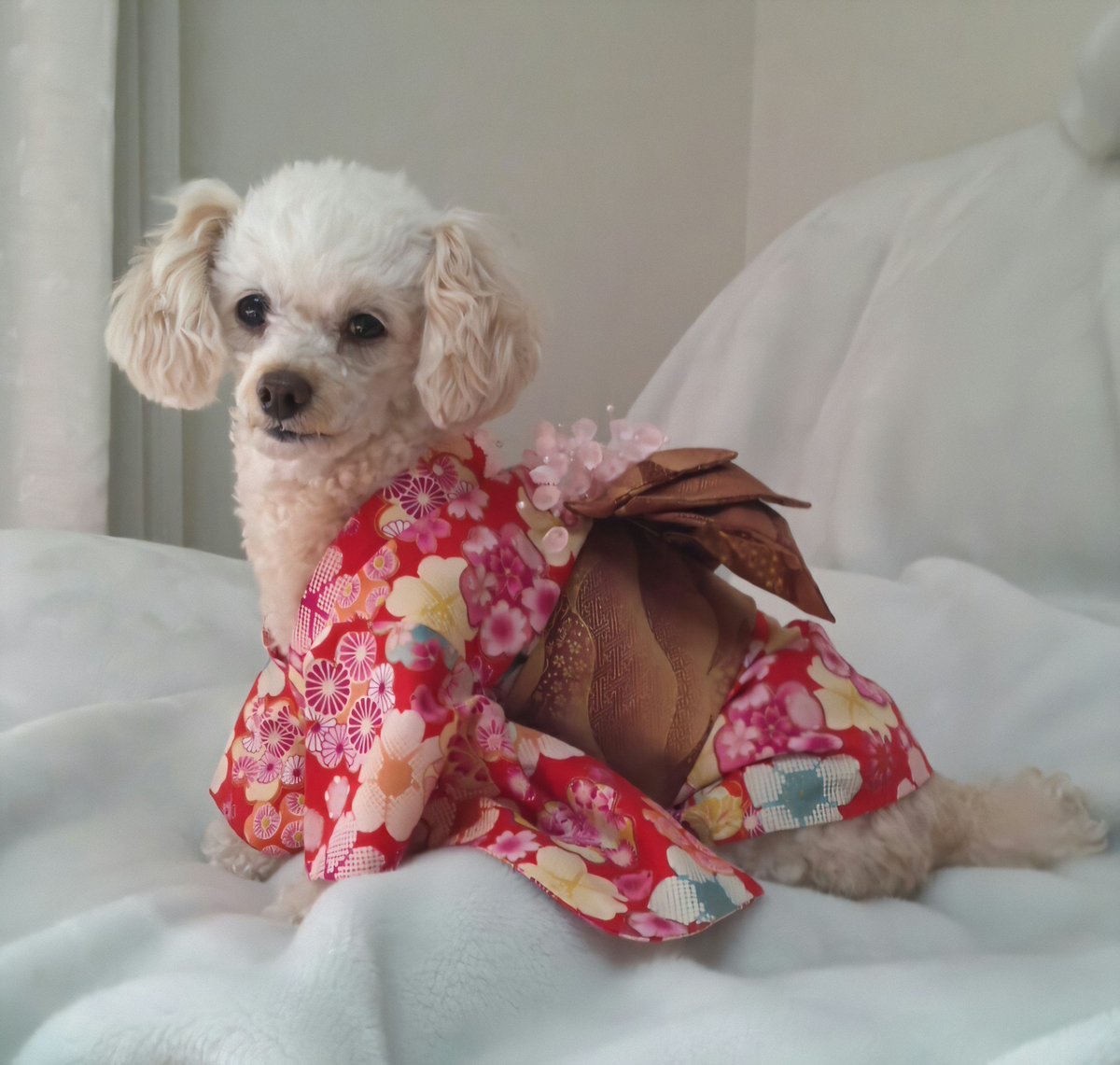 qy903JSirUVRvq1's tweet image. 2021年11月26日に天に召された 愛しい  まろん
家の娘になって16年以上癒しを与えてくれた愛犬 まろんに感謝