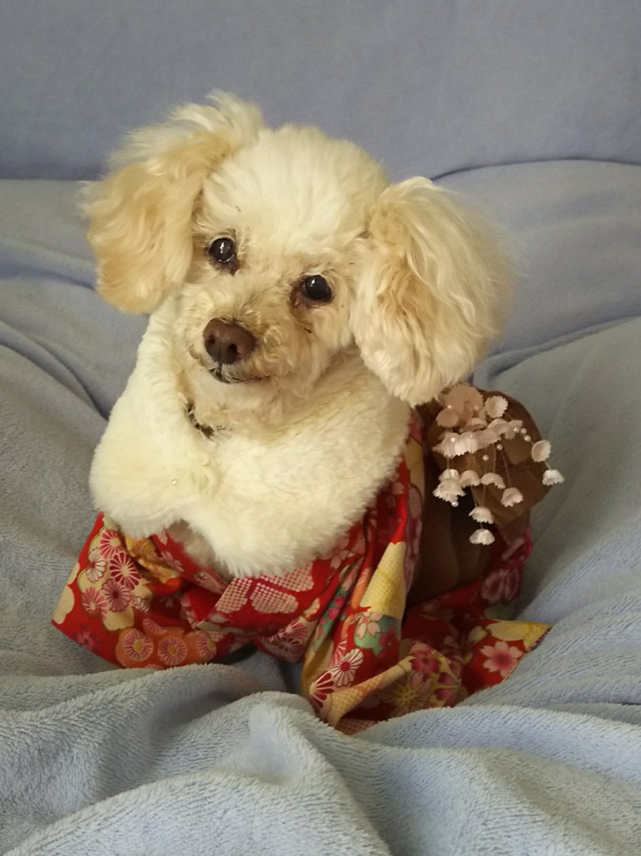 qy903JSirUVRvq1's tweet image. 2021年11月26日に天に召された 愛しい  まろん
家の娘になって16年以上癒しを与えてくれた愛犬 まろんに感謝