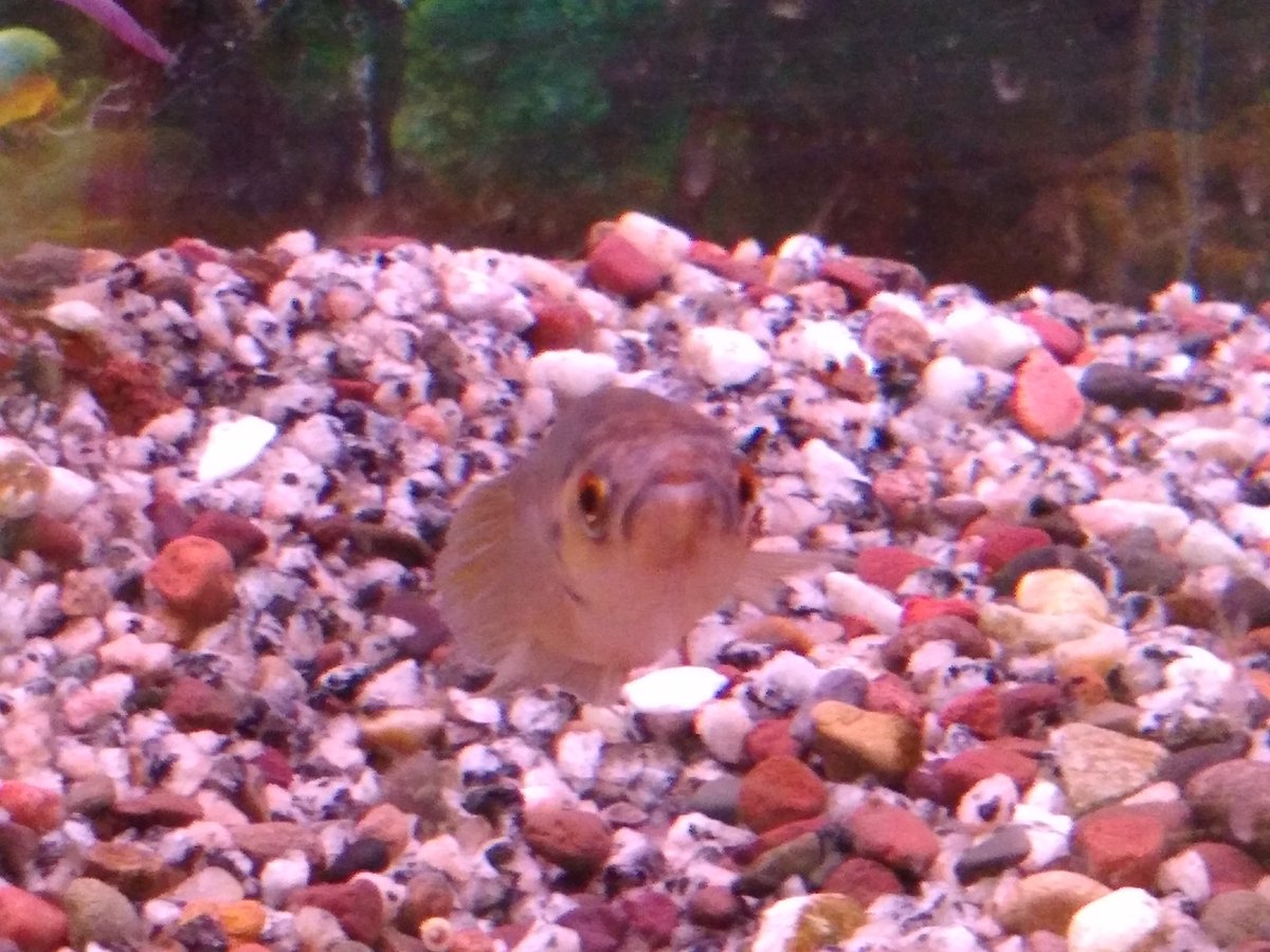 Milton Tan tweet media