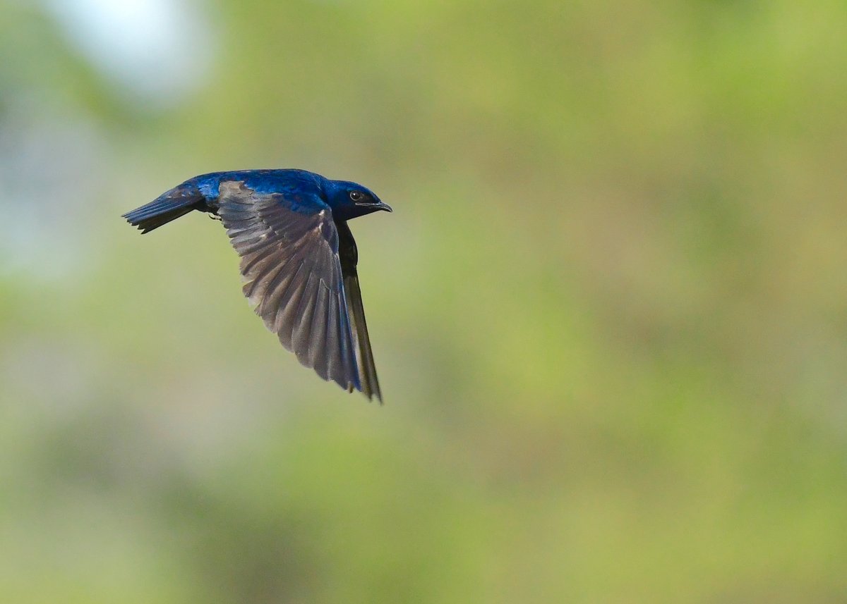 The first paper out of the UCF Purple Martin Project came out yesterday! Thank you @TreeSwallows for using my photos to represent your amazing research! #UCFpuma #UCFbiology #UCF