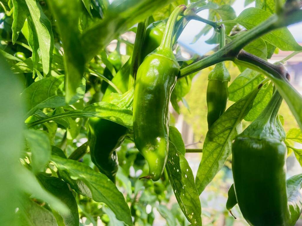 万願寺とうがらし栽培 Twitter Search Twitter