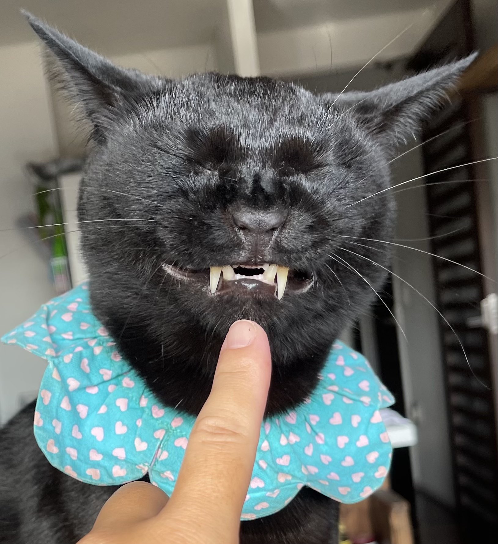 猫舌野郎 ニャンコにも前歯あるんだよ 猫 次男 知ってた 無い子もいる T Co Jvfqy2wlqx Twitter
