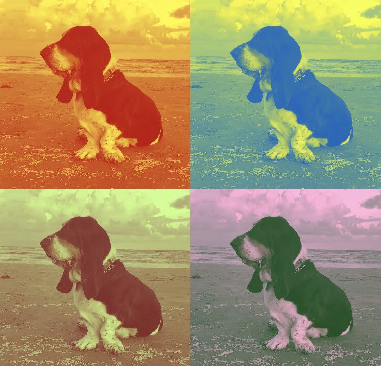 hideawayranch's tweet image. Rupert, our mascot &amp;amp; head of ranch security