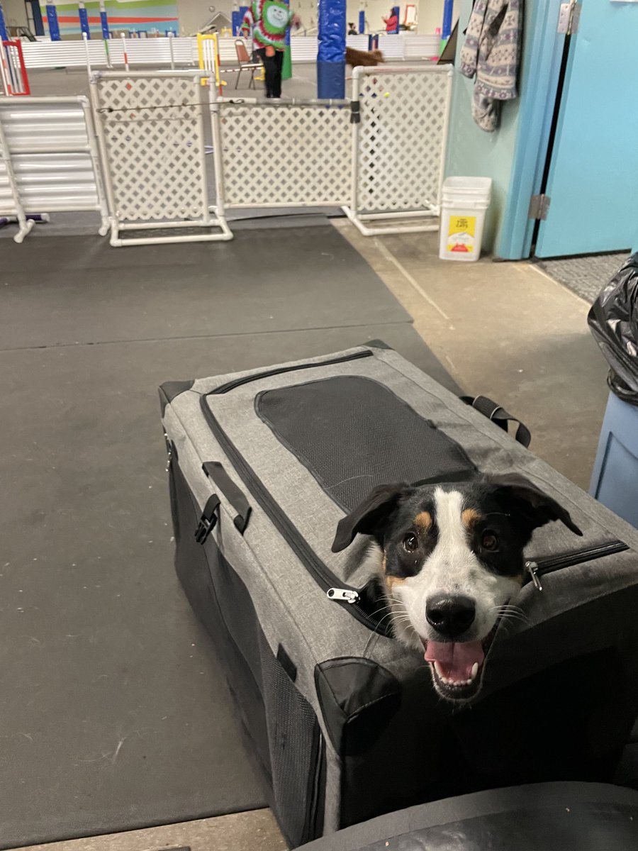 sheppolly's tweet photo. I’m ready for my turn #spike #agility #weaveclass https://t.co/Xfd6P0KwR6