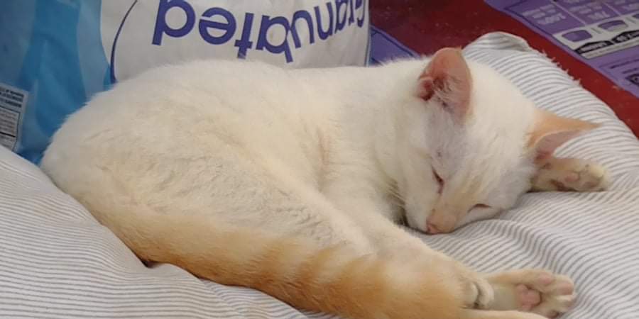 Dead_𝒰𝓈𝒽𝒾𝓇𝑜𝓂𝒾𝓎𝒶~ (@director0237) on Twitter photo 