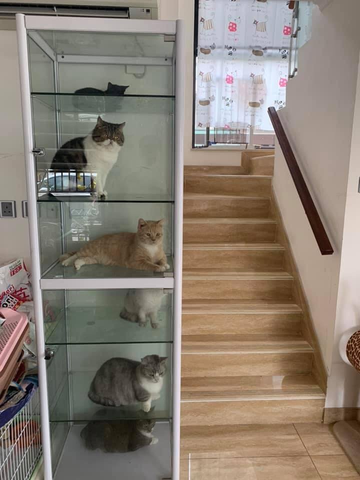 TranslatedCats's tweet photo. I don't have money to buy models to put into cabinet because of them. https://t.co/LM5Af9UL7V