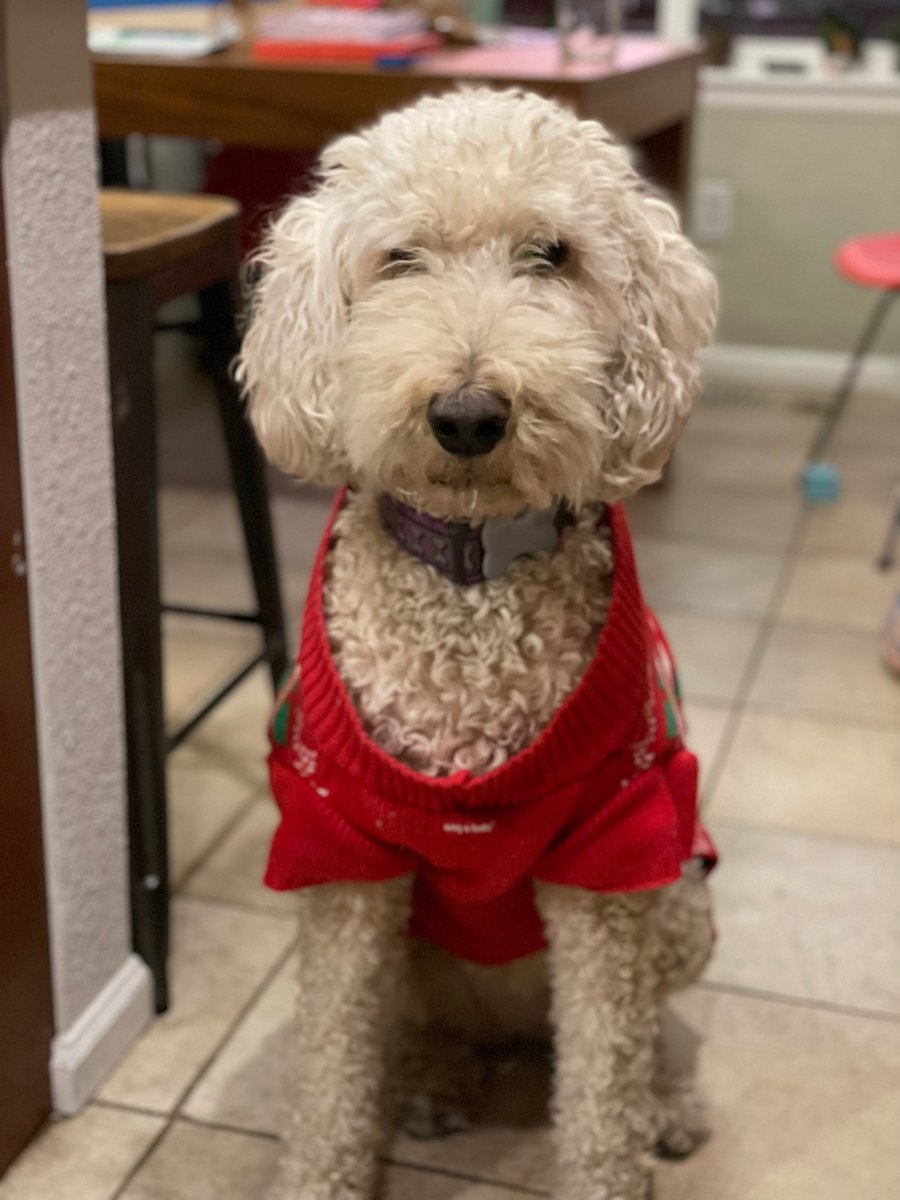 ryguyrg's tweet photo. Aww, my girl #DigitTheDog is now a teenager! Happy birthday Digit! https://t.co/JFx10fCicr