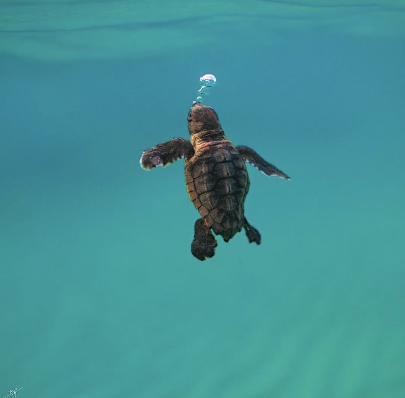 تويتر A على تويتر Wsh Par Contre C Trop Mignon Un Bebe Tortue T Co Lin1qpsslp