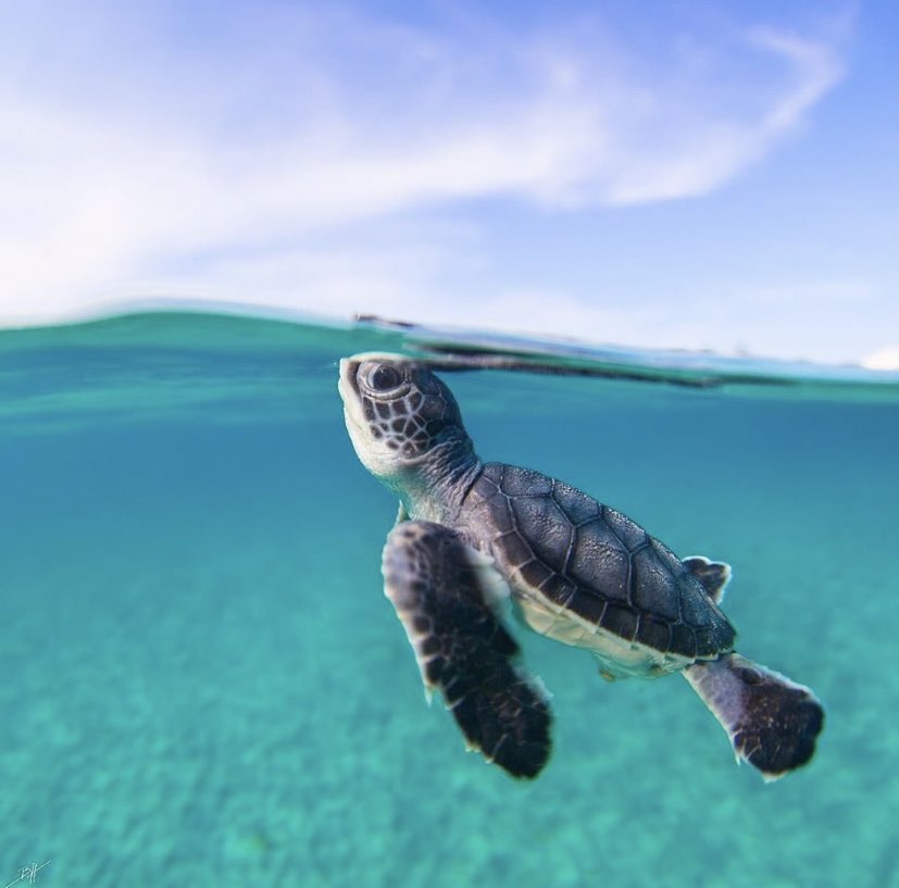 تويتر A على تويتر Wsh Par Contre C Trop Mignon Un Bebe Tortue T Co Lin1qpsslp